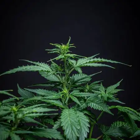 Maui Wowie Autoflower Seeds