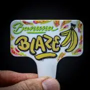 Banana Blaze Auto Dutch Passion