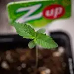 Z-UP Fast Buds Indoor