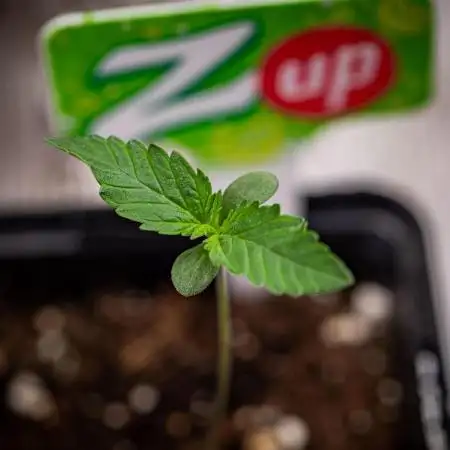Z-UP Fast Buds Indoor