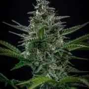 Passion Fruitz Automatic Zamnesia