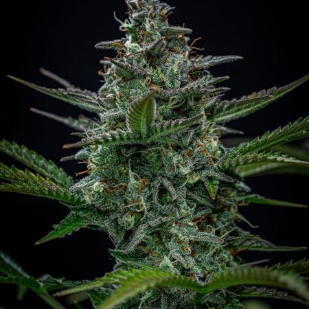 Passion Fruitz Automatic Zamnesia