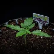 Lemon Cherry Cookies Auto Fast Buds