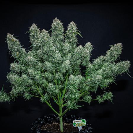Sensi Supreme Oak Automatic Sensi Seeds