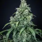 Maui Wowie Autoflower Seeds