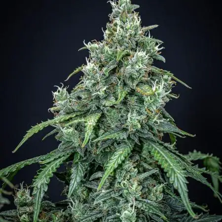 Maui Wowie Autoflower Seeds