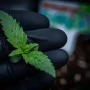 Strawberry Gorilla Auto RF3 Fast Buds