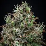 AK 2.0 XL Auto Ganja Farmer Seedbank