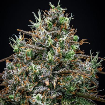 AK 2.0 XL Auto Ganja Farmer Seedbank