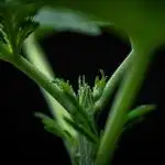 Dutch Treat Auto Zamnesia Seeds