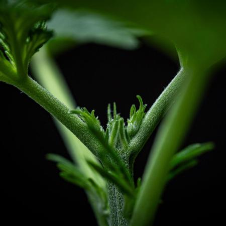 Dutch Treat Auto Zamnesia Seeds