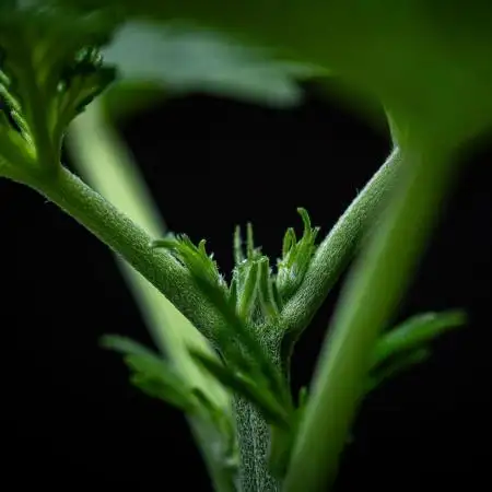 Dutch Treat Auto Zamnesia Seeds