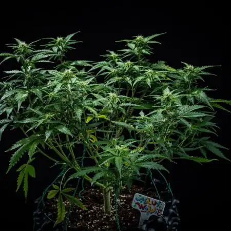 Maui Wowie Autoflower Seeds