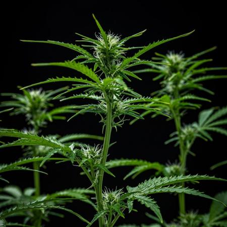 Dutch Treat Auto Zamnesia Seeds