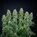 Dutch Treat Auto Zamnesia Seeds