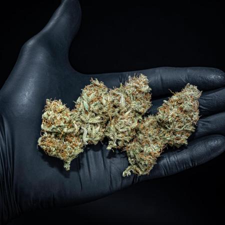 Permanent Jealousy XL Auto Sweet Seeds