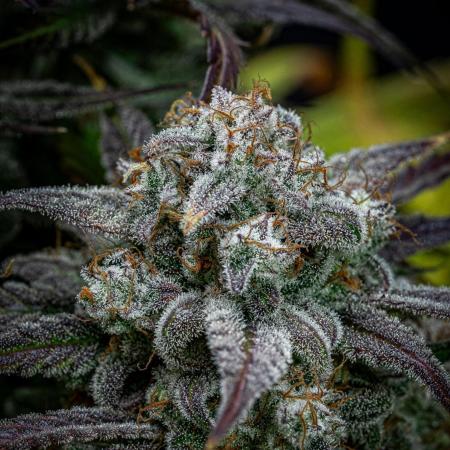 Strawberry Zkittlez Auto Ganja Farmer