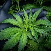 Auto Gelato Pyramid Seeds