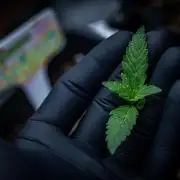 Guava Sundae Auto Fast Buds