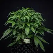 Biscotti Auto Green House Seed Co.