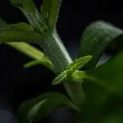 Strawberry Gorilla Auto RF3 Fast Buds