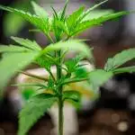 Sensi Supreme Oak Automatic Sensi Seeds