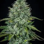 Ghost Train Haze Autoflower Zamnesia