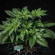 Strawberry Gorilla Auto RF3 Fast Buds