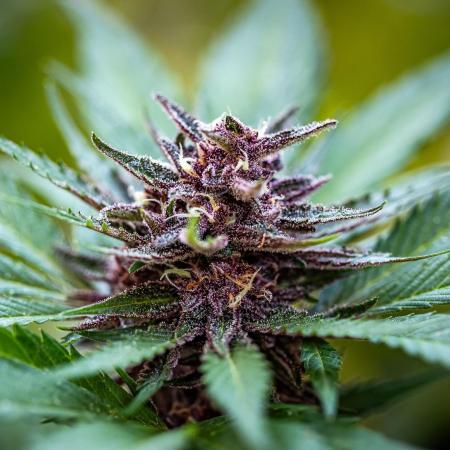 Guava Auto fast buds Outdoor 2025