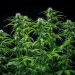 Dutch Treat Auto Zamnesia Seeds