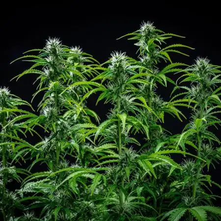 Dutch Treat Auto Zamnesia Seeds