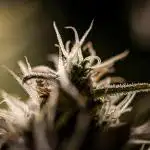 AK 2.0 XL Auto Ganja Farmer Seedbank