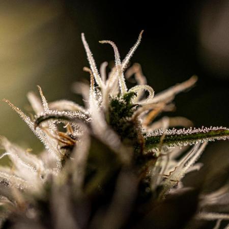 AK 2.0 XL Auto Ganja Farmer Seedbank
