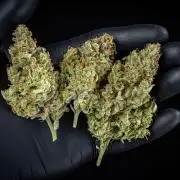 Strawberry Zkittlez Auto Ganja Farmer