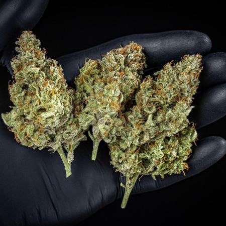 Strawberry Zkittlez Auto Ganja Farmer