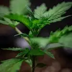 Maui Wowie Autoflower Seeds