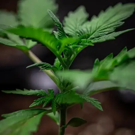 Maui Wowie Autoflower Seeds