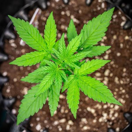 AK 2.0 XL Auto Ganja Farmer Seedbank