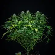 Sensi Supreme Oak Automatic Sensi Seeds