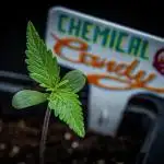 Chemical Candy Green House Seeds