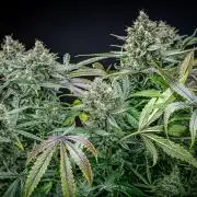 Chemical Candy Green House Seeds