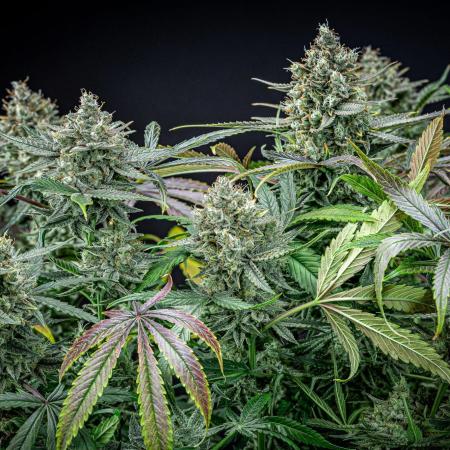 Chemical Candy Green House Seeds