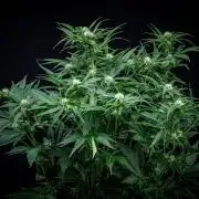 Lemon Cherry Cookies Auto Fast Buds