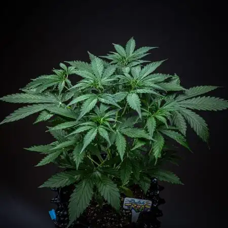 Dutch Treat Auto Zamnesia Seeds