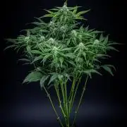 Strawberry Zkittlez Auto Ganja Farmer