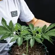 Sticky Broccoli Zamnesia EternityGrowCup