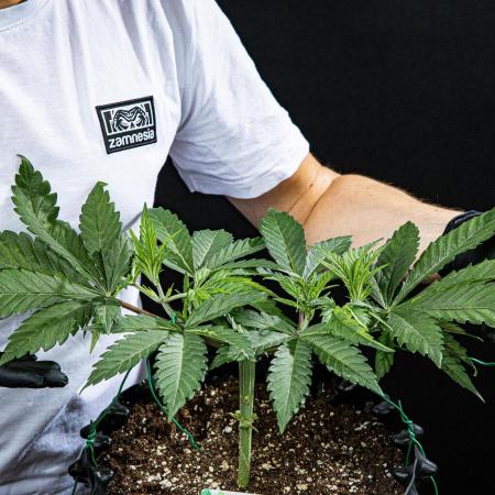 Sticky Broccoli Zamnesia EternityGrowCup