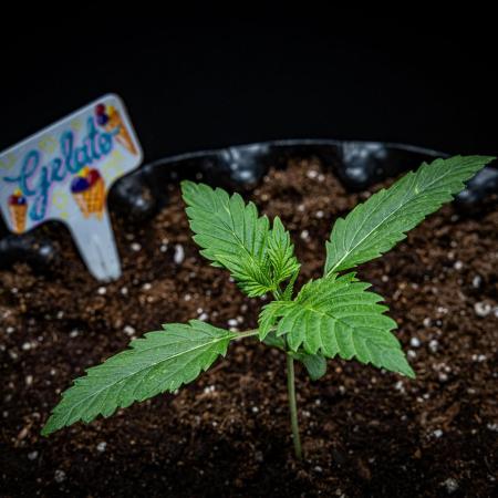 Auto Gelato Pyramid Seeds