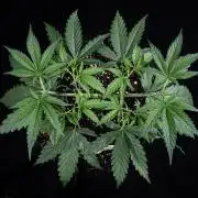 Franco's Fullgas! Green House Seed Co.