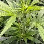 Afghan Kosher Fem